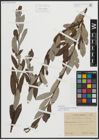 Foto von Salix appendiculata Vill. x Salix eleagnos Scop.